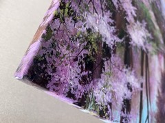 Large spring cherry tree blossom landscape, Sakura blossoming colorful painting