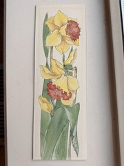 Daffodil Watercolor Painting by Marissa Mulligan 12 x 4 Inches
