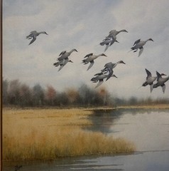Original JOSEPH DAY KNAP ‚Pintails DUCKS Landing in MARSH‘ Watercolor PAINTING