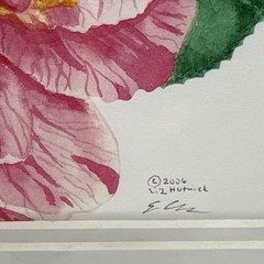 Liz Hutnick Watercolor Painting Pink Camellia 2006 Botanical Art Signed Matted