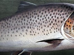 Sporting Painting Sea Trout Nearly Hooked The Silver Zulu Fly By Roger McPhail
