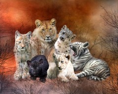 Canvas Print Leopards and lions and tigers Painting on canvas 8″x10″ L1034