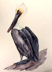 Brown Pelican Original Watercolor Painting Coastal Bird Art by Liz Altin