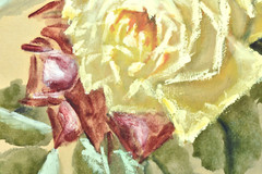 Vintage Original Painting Roses on Paper Mounted on Board 14.25×20.5 No Frame