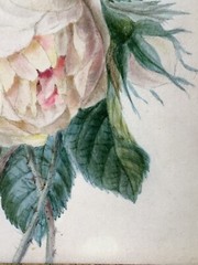 School of Joseph REDOUTE (1759-1840) White Purple Rose Watercolor Vellum Museum