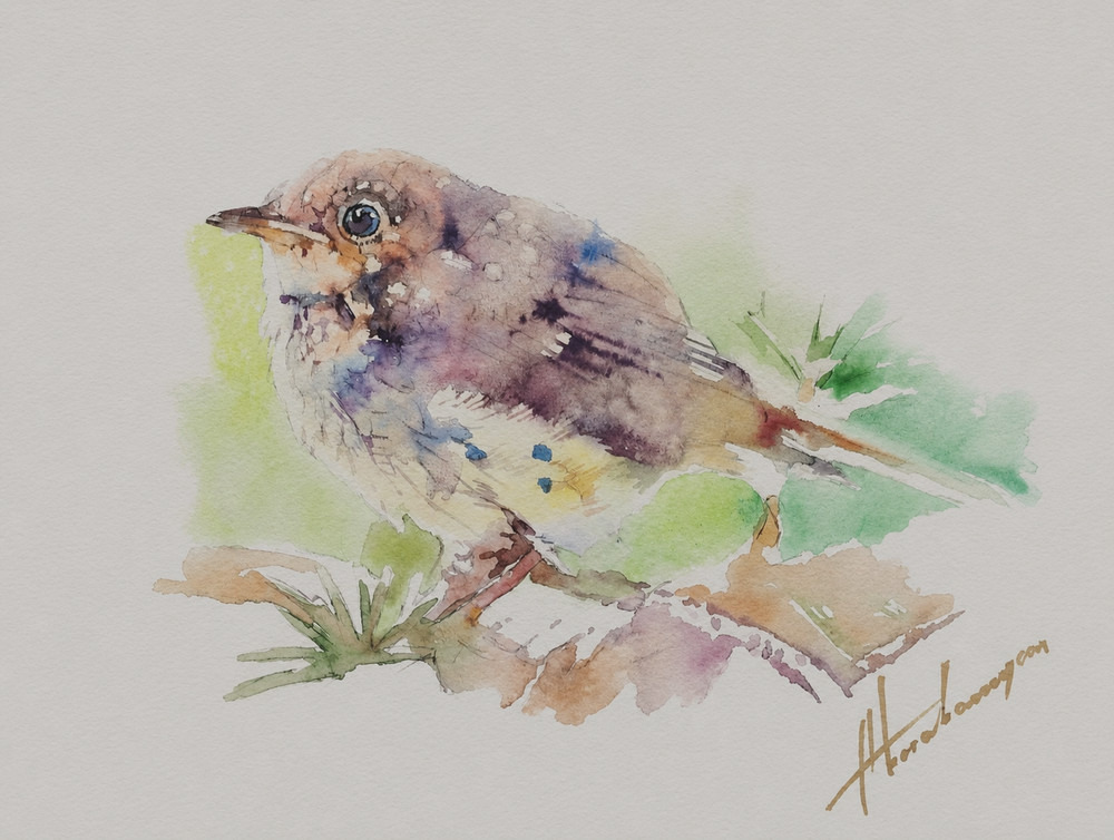 Robin