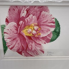 Liz Hutnick Watercolor Painting Pink Camellia 2006 Botanical Art Signed Matted