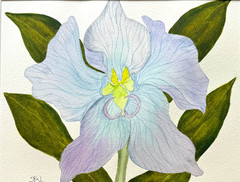 PAINTING WATERCOLOR ORCHID FLOWER BLUE LAVENDER PURPLE 11X14 & DOUBLE MAT 16X 20
