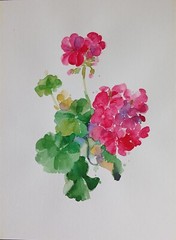 Original modern painting Watercolor red pelargonium flower with leaves 13х9“