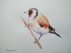 Goldfinch, Animal, Watercolor artwork, Handmade, Original painting on paper