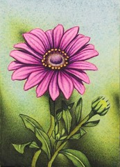 African Daisy Flower, ACEO Original, Watercolor, Signed, 2.5×3.5 In