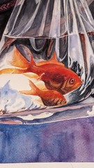 Goldfish Watercolor Painting Fish in Plastic Bag with Water Zodiac Pisces Art A4