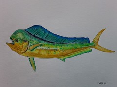 Mahi Mahi Original watercolor 8″x10″ in 11″x14″ acid free Matt