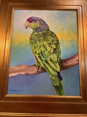 Framed Paint On Canvas Art Of A Parrot Signed By Artist. B. Carswell 16”-19”