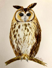 Owl Bird Wildlife Nature Watercolor Original Painting