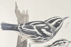 Tony Anthony Henneberg Fishers Island Warblers Watercolor Bird Art