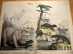 Polar Bear Reindeer Sea Bear RARE Antique Lithograph 1838 Hand Colored Illust…