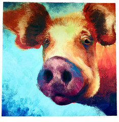 Pig Face Painting Print on Canvas Colorful Farmhouse Country Wall Art 30″ Square