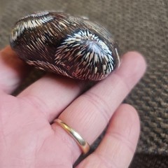 2001 Hand Painted Racoon on Round River Rock Stone Signed Stoned Sweeties 3″
