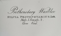 Audubon Offset Lithograph „Prothonotary Warbler“ 39 1/2“ x 26 1/2″
