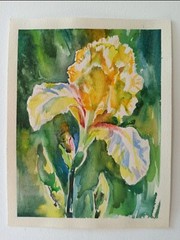 Yellow Iris Flower Watercolor Painting Still Life Irises Floral Wall Art 8“/6“