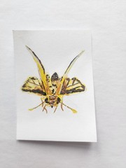 ACEO Original Acrylic Painting Grass Skipper Butterfly by Kiva