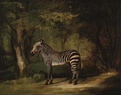 stunning oil painting handpainted on canvas „Zebra „