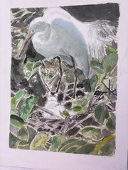 Egret Mom and Babies, Delray Bch / orig. w/c / 9″ x 12″ / Mimi Davis, Artist