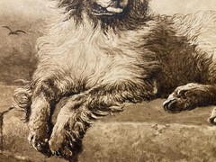 Drawing Ink Wash On Paper XIX Century 1850 Animals Dog Art Old