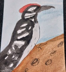 ACEO Art Card ATC Watercolor Woodpecker bird 3.5X2.5 Wildlife Painting by GAT