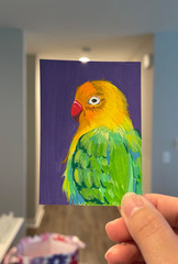 ACEO New Original Acrylic Bird Painting 2.5″X 3.5”. Fischer’s Lovebird.