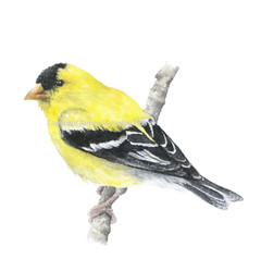 Goldfinch 01 Hand-Painted Watercolor Giclee Print, Unframed