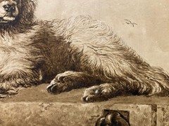 Drawing Ink Wash On Paper XIX Century 1850 Animals Dog Art Old