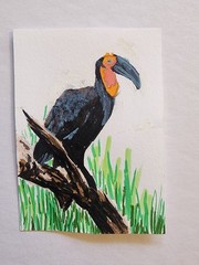 ACEO Original Acrylic Painting Large Hornbill Bird on Branch by Kiva