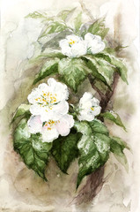 Original Watercolor Painting APPLE BLOSSOM FLOWER Art White Pink