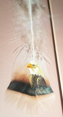 „Hand Painted Feathers“ By Donald Korach American Bald Eagle Matted Framed