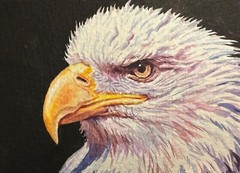 Watercolor Painting Bald Eagle Bird Animals Art No.182