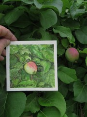 Apple Tree, Nature, 4×4 inch mini painting, framed, plein air watercolor art