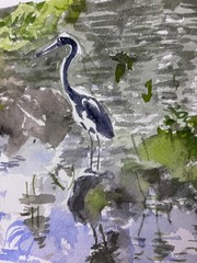 Gr Blue Heron/ Delray Bch, FL / 9″ x 12″ / orig. w/c / Mimi Davis, Artist