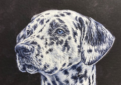 Watercolor Painting Cute Dog Breed Dalmatian ACEO Art No.206