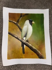 Black and White Bird Real Oil Painting On Canvas Green/Yellow Background 11”x9”