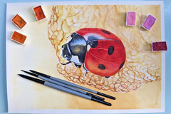 Ladybug on Physalis Watercolor Painting Red Insect on Lantern Leaf A4 Art