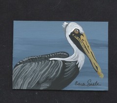 ACEO ATC Original Painting Pelican Bird Wildlife Art -Carla Smale