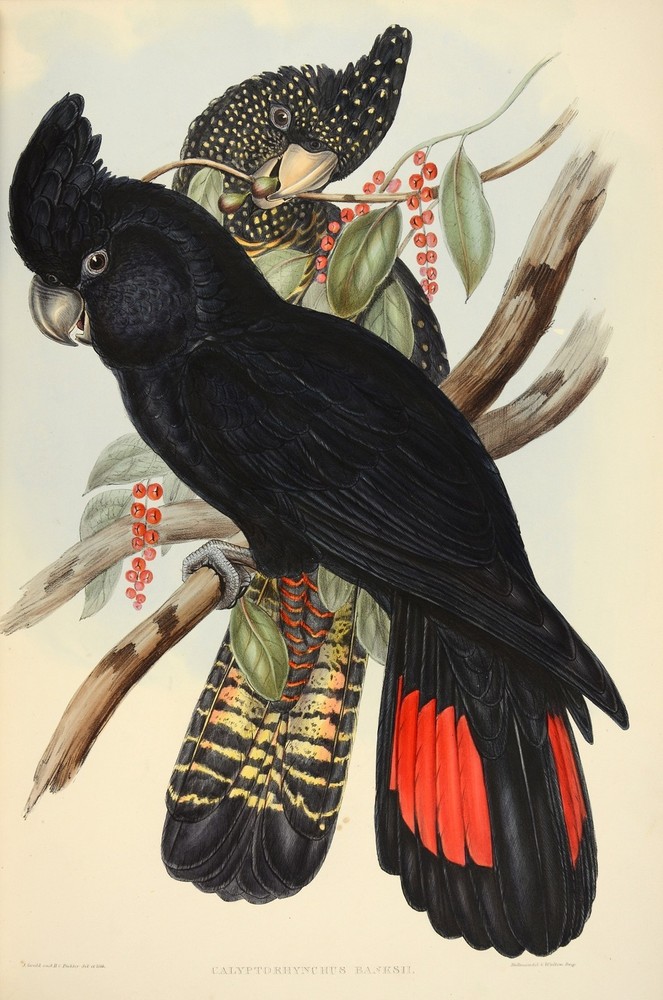 John Gould art painting Vintage Australia poster Birds print black cockatoo