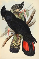 John Gould art painting Vintage Australia poster Birds print black cockatoo