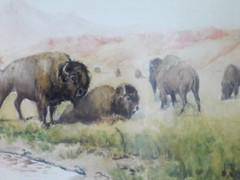 JULIUS J. RORPHURO (1861-1928, France-Calif.); ‚BUFFALOS GRAZING‘, W/C, Signed