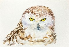 Snowy Owl Bird Wildlife Nature Watercolor Original Art