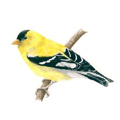 Goldfinch Hand-Painted Watercolor Giclee Print, Unframed