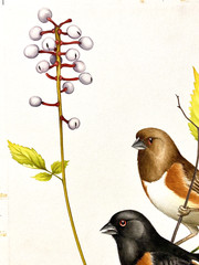 Original Bird Art Painting – Towhee Pair by Fritz Hilton, Signed, c1970’s
