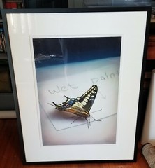 2005 Paul Pitsker „Stay“ Butterfly Watercolor 25″ × 18″ Framed Artwork
